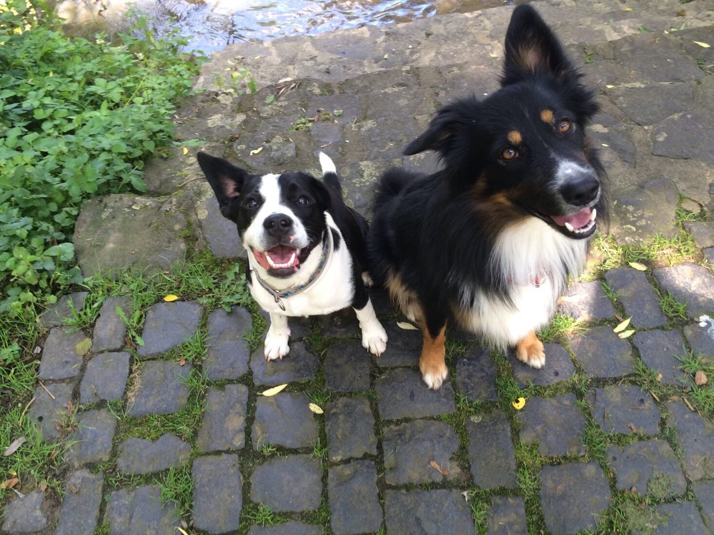 Hund schaut vertrauensvoll in die Kamera bei der Alpha Dogs Hundebetreuung in Neuenbürg