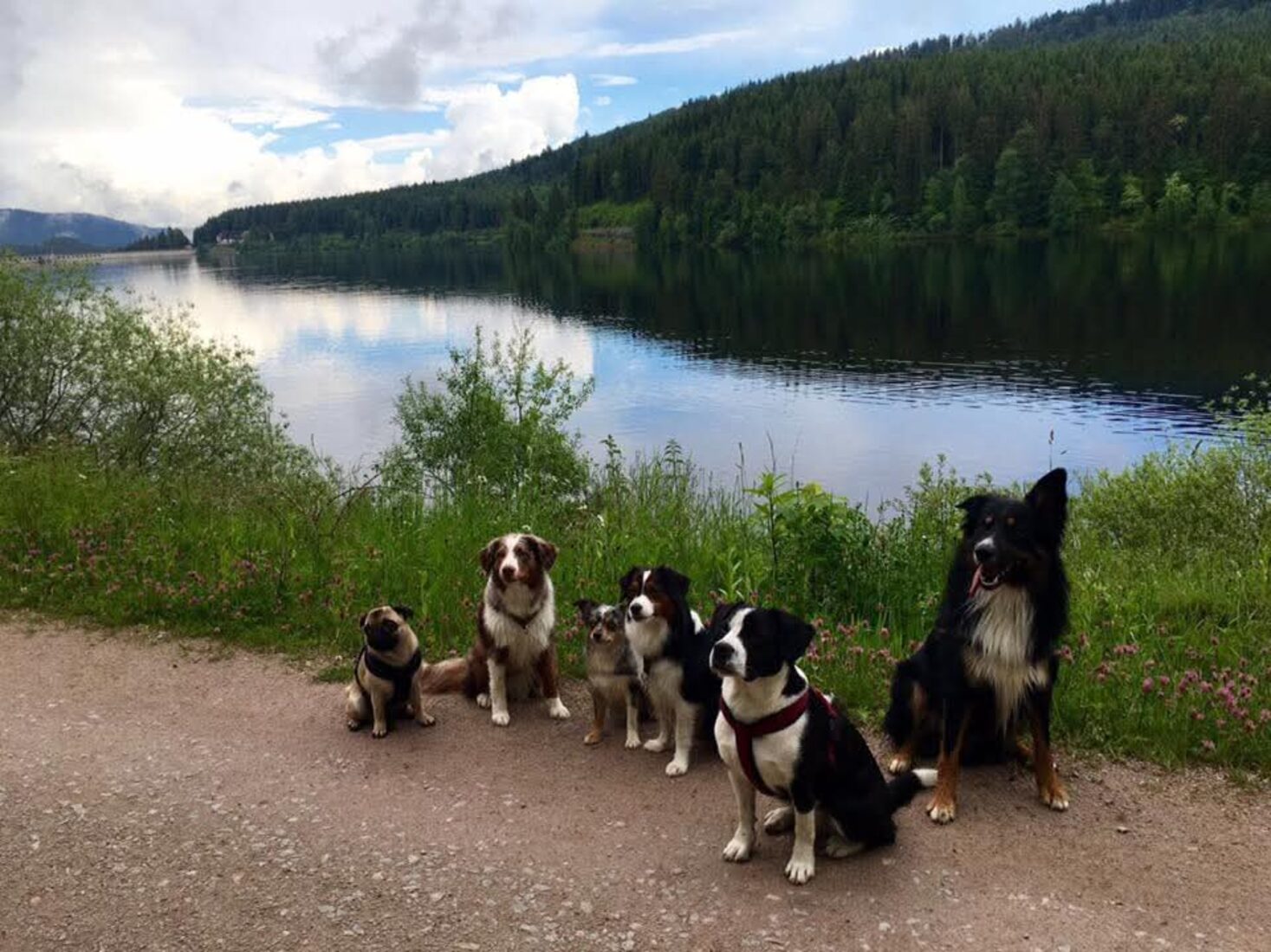 Mehrere Hunde sitzen an einem Waldsee im Schwarzwald