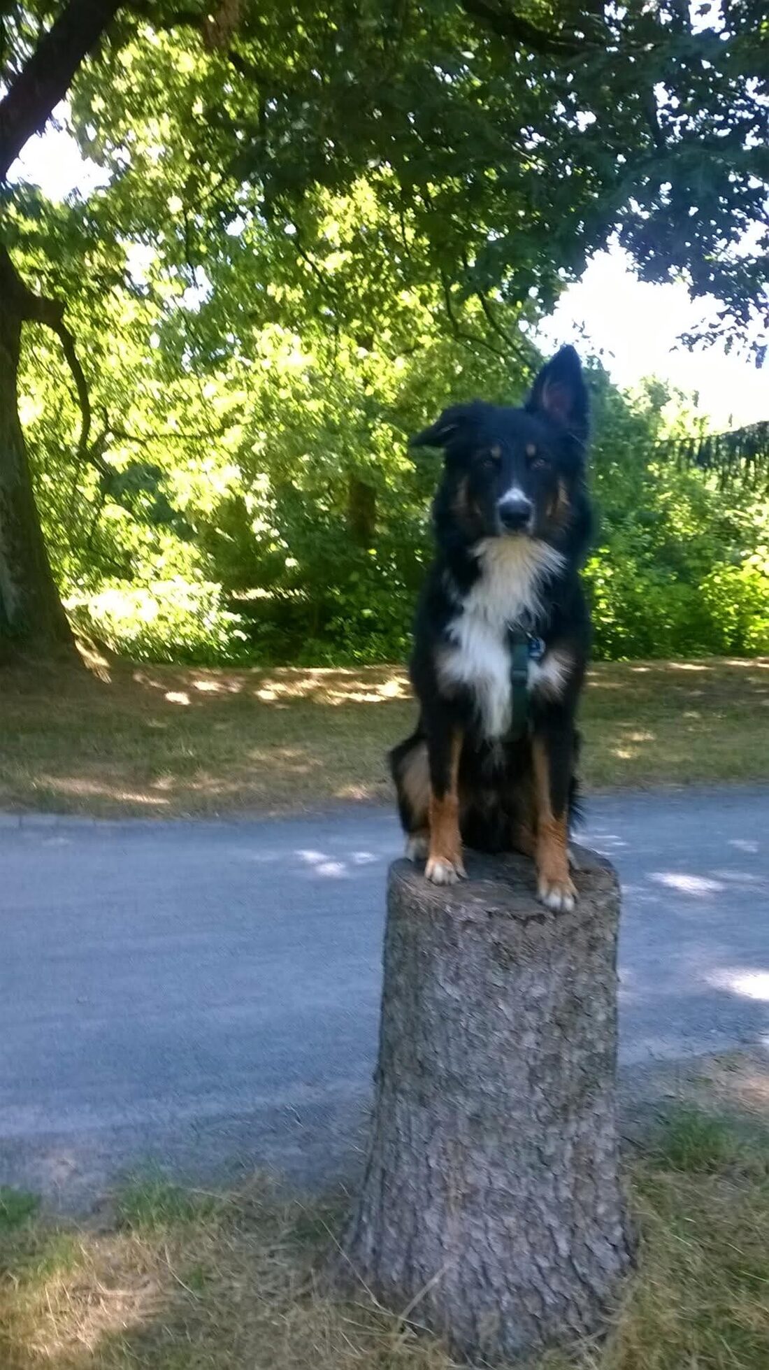 Aufmerksamer Hütehund sitzt auf einem Baumstumpf