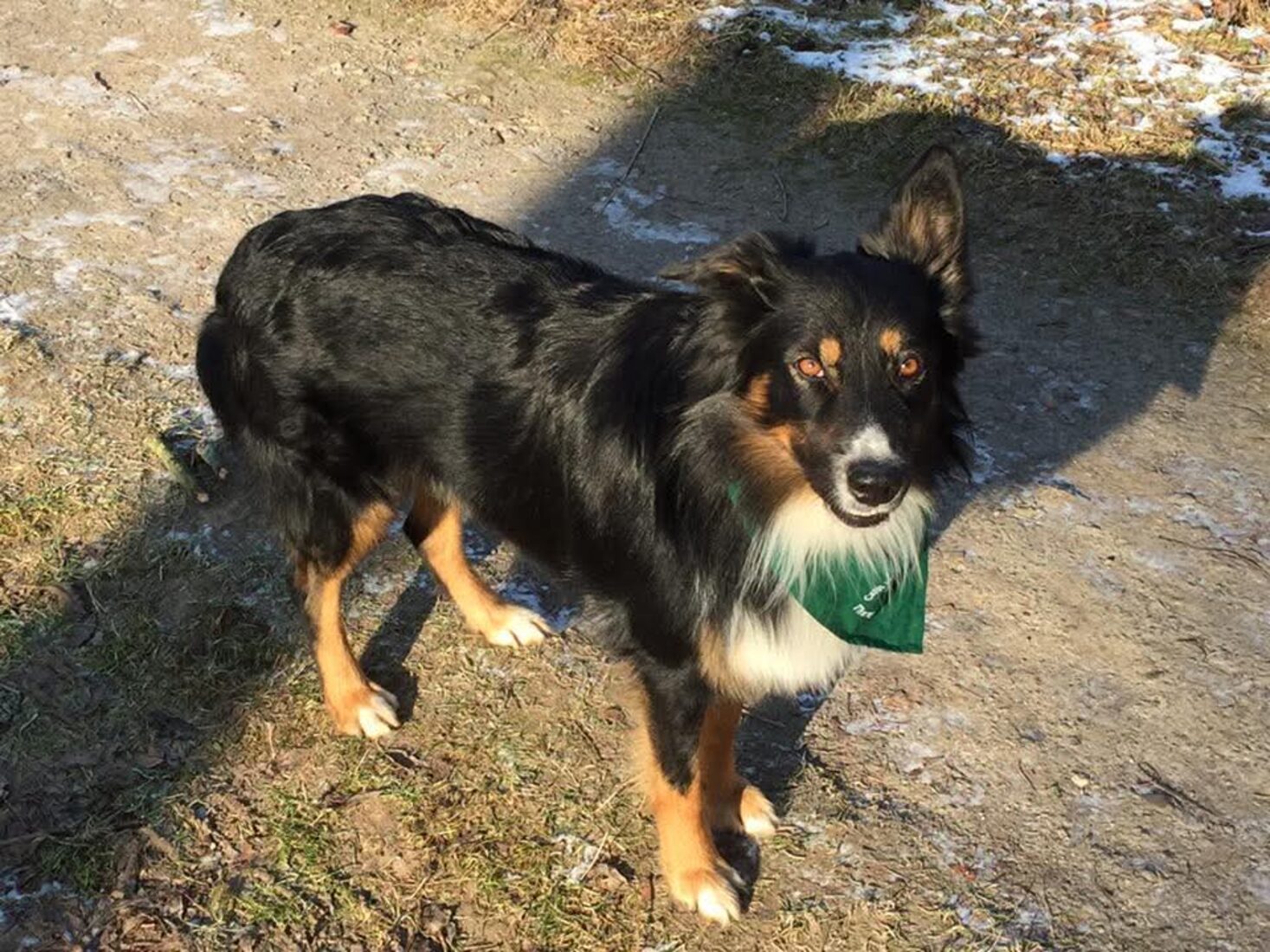 Hund mit Spielball auf einem Waldweg