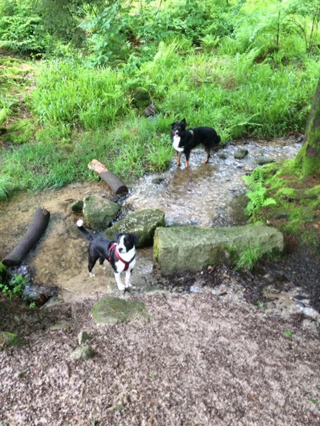 Zwei Hunde an einem moosbewachsenen Bachlauf im Wald